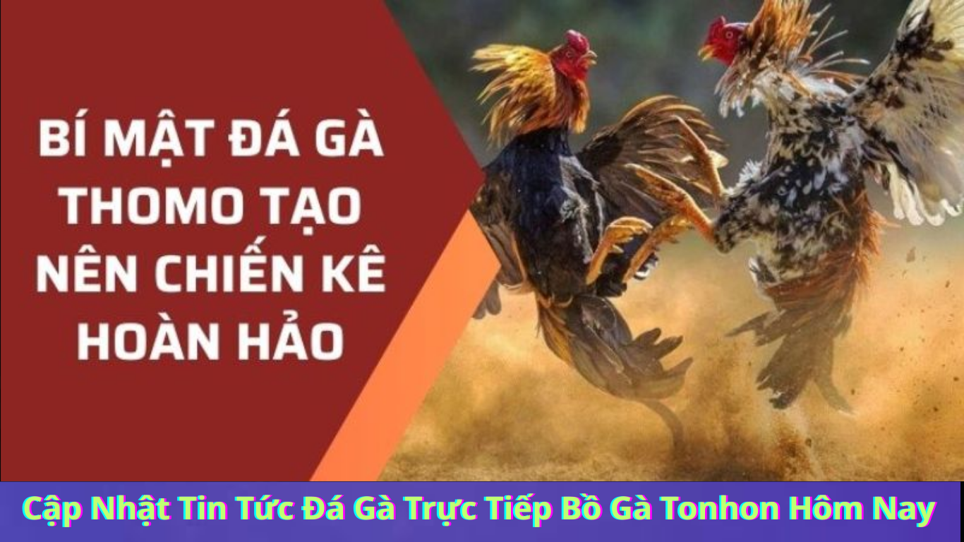 Cập Nhật Tin Tức Đá Gà Trực Tiếp Bồ Gà Tonhon Hôm Nay