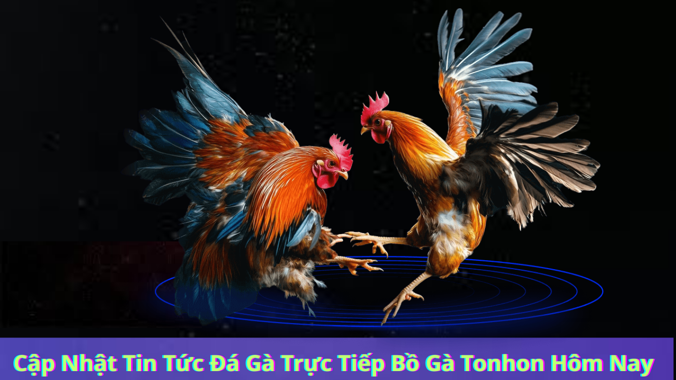hướng dẫn đăng ký , tải app đá gà trực tiếp bồ gà tonhon 