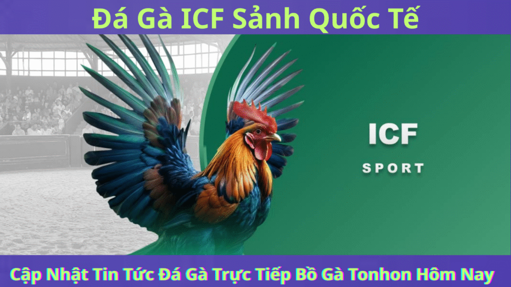 Đá Gà ICF Sảnh Quốc Tế Tại Bồ Gà Tonhon Địa Chỉ Không Thể Bỏ Qua