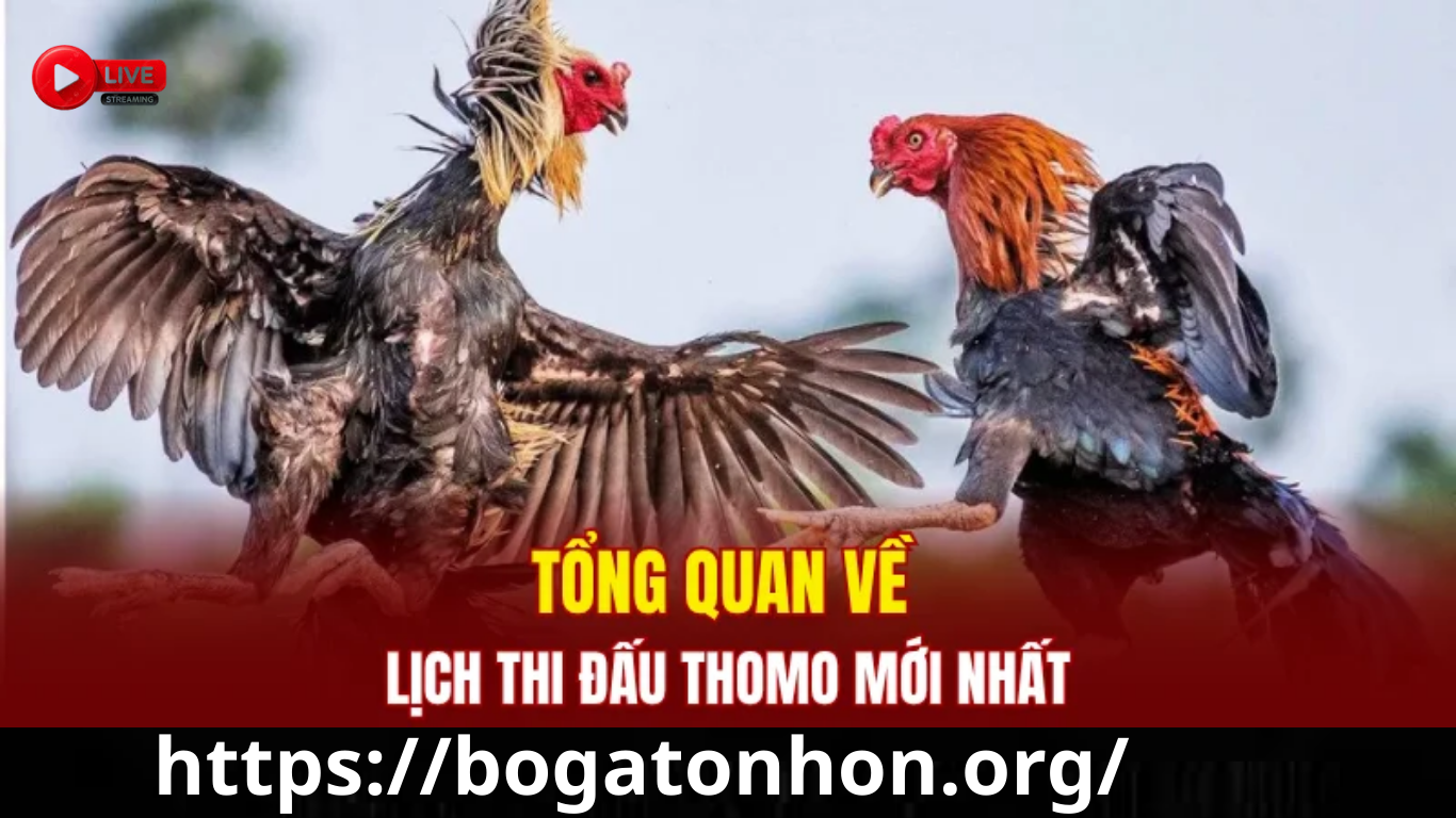 Trực Tiếp Đá Gà Hôm Nay Tại Bồ Gà Tonhon