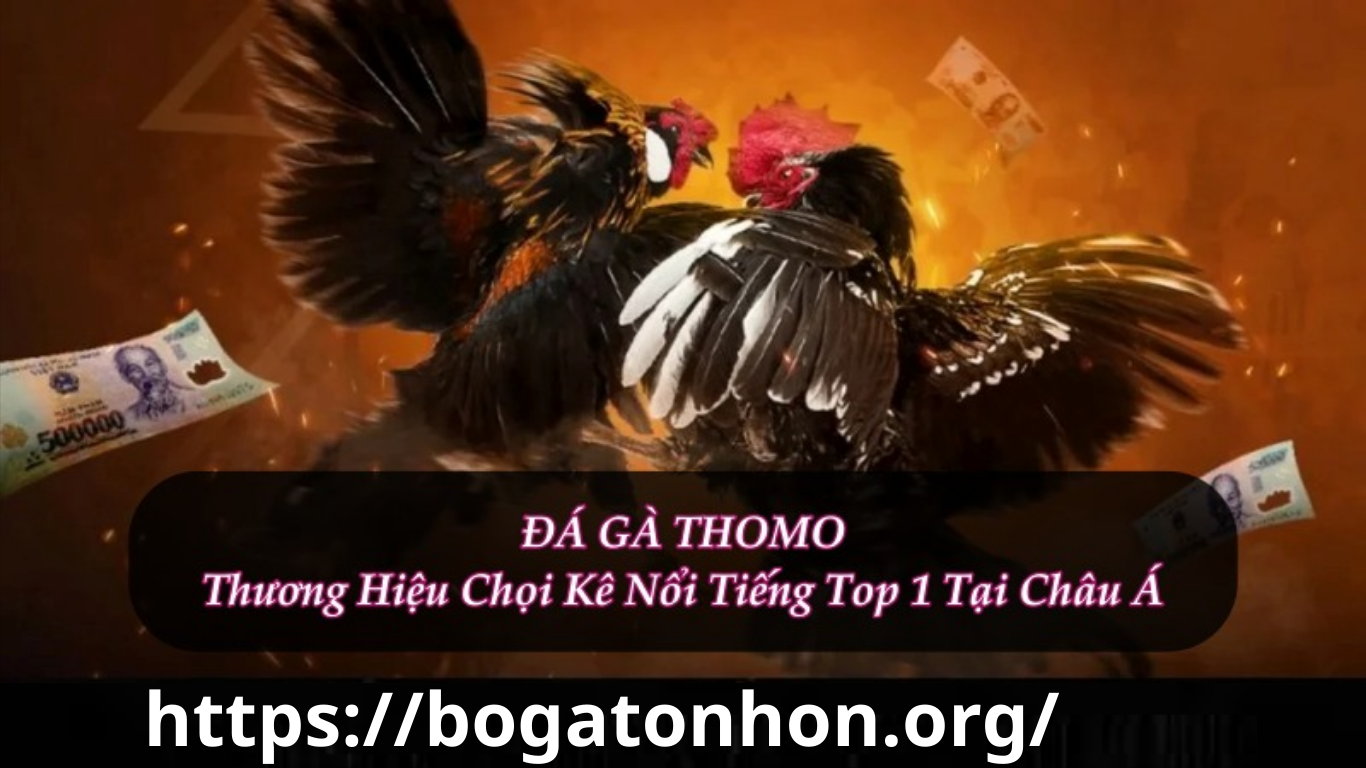 Cộng đồng chơi đá gà  bồ gà tonhon