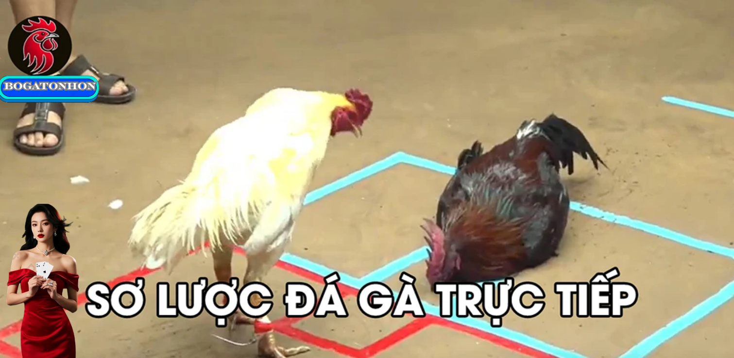 Các Câu Hỏi Thường Gặp Về Bồ Gà Tonhon Nhà Cái Trực Tiếp Đá Gà Thomo