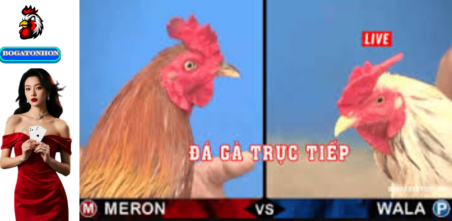 Hướng Dẫn Tham Gia và Các Bí Quyết Chiến Thắng Cùng Bồ Gà Tonhon