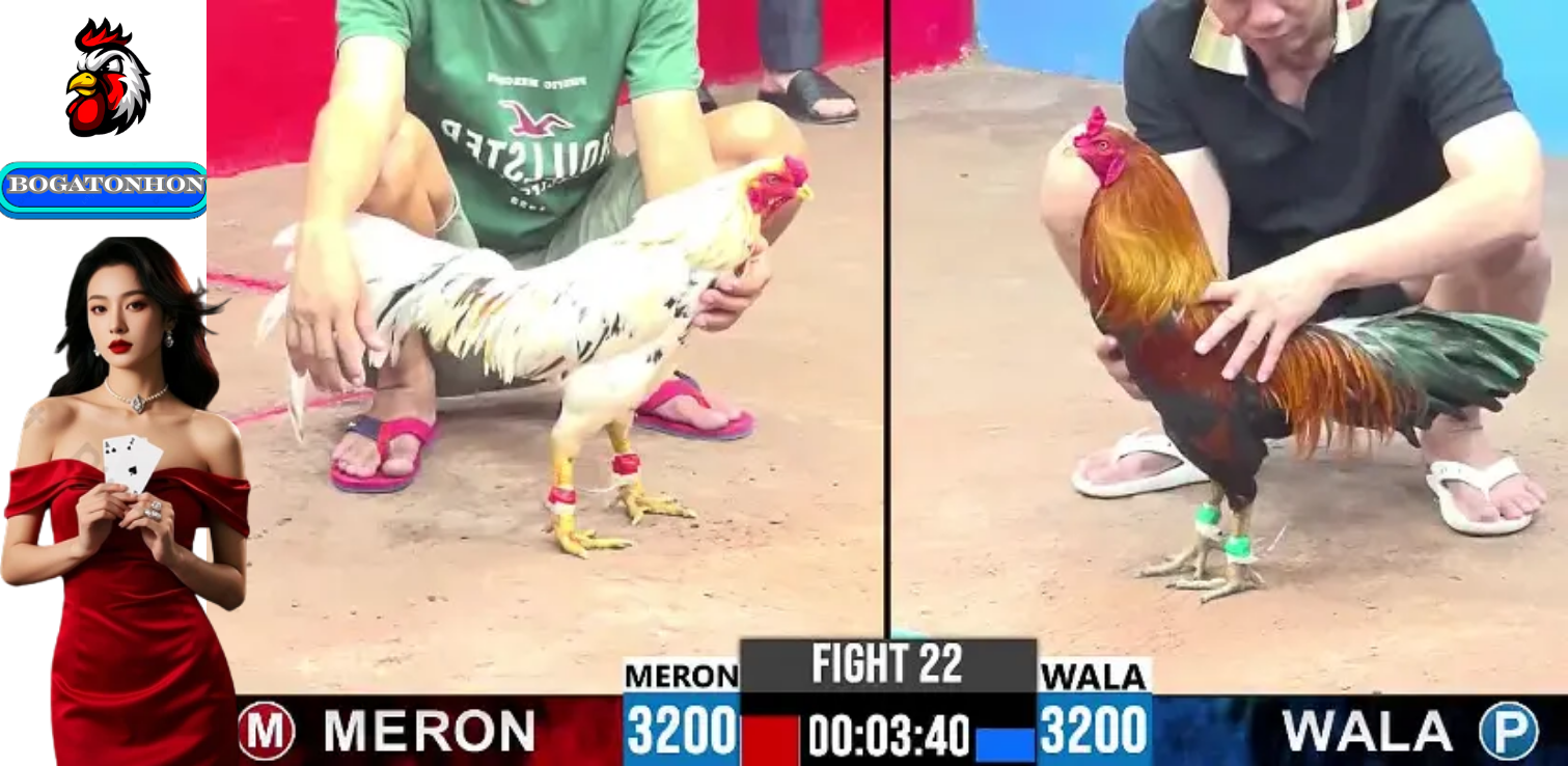 Bồ Gà Tonhon và Sức Hấp Dẫn của Trận Đá Gà Thomo Trực Tiếp