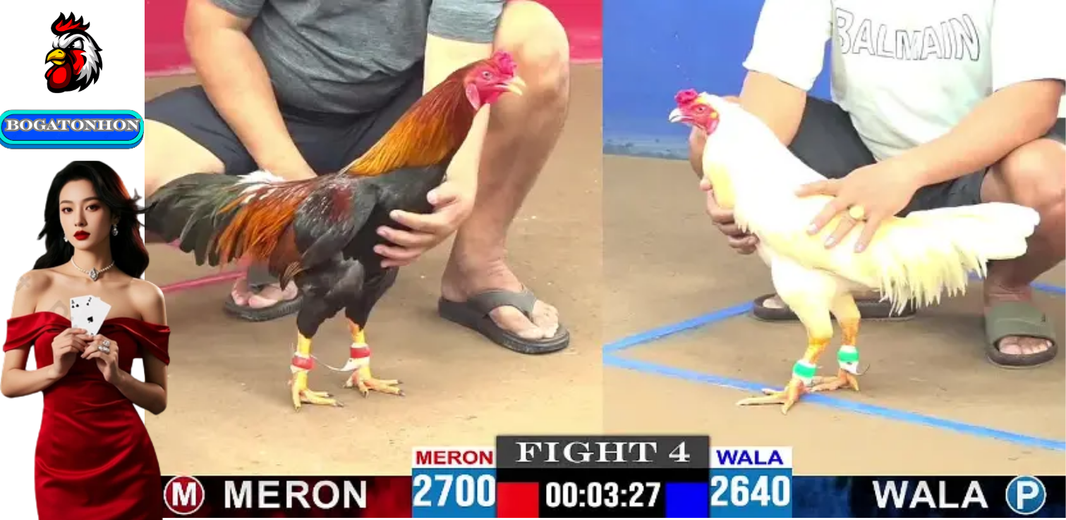 Bồ Gà Tonhon Nhà Cái Trực Tiếp Đá Gà Thomo